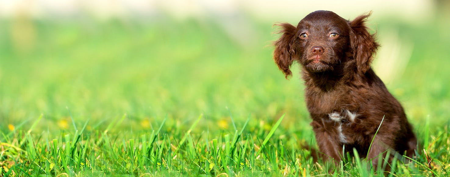 Dog Names Ending In Ne Popular Male And Female Names Wag 